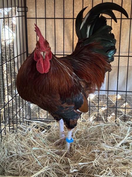 Enlarge McCartney, a Adoptable mixed breed in Monterey, CA image 3/6