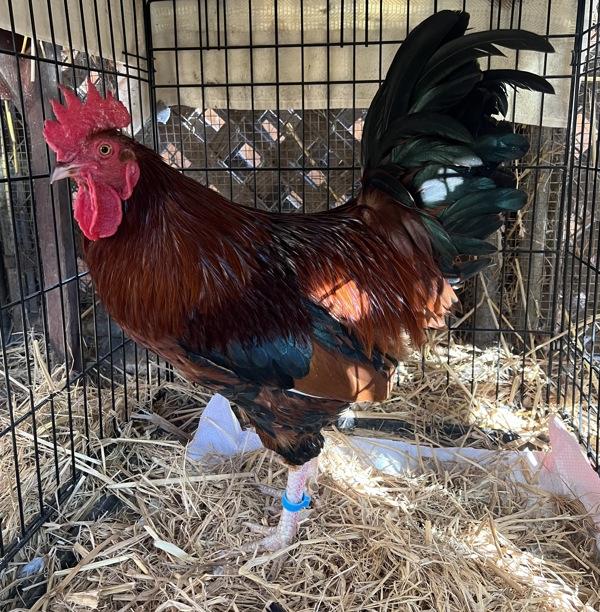 Enlarge McCartney, a Adoptable mixed breed in Monterey, CA image 4/6