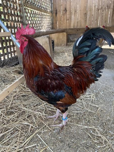 Enlarge McCartney, a Adoptable mixed breed in Monterey, CA image 5/6