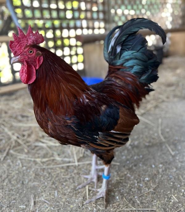 Enlarge McCartney, a Adoptable mixed breed in Monterey, CA image 6/6