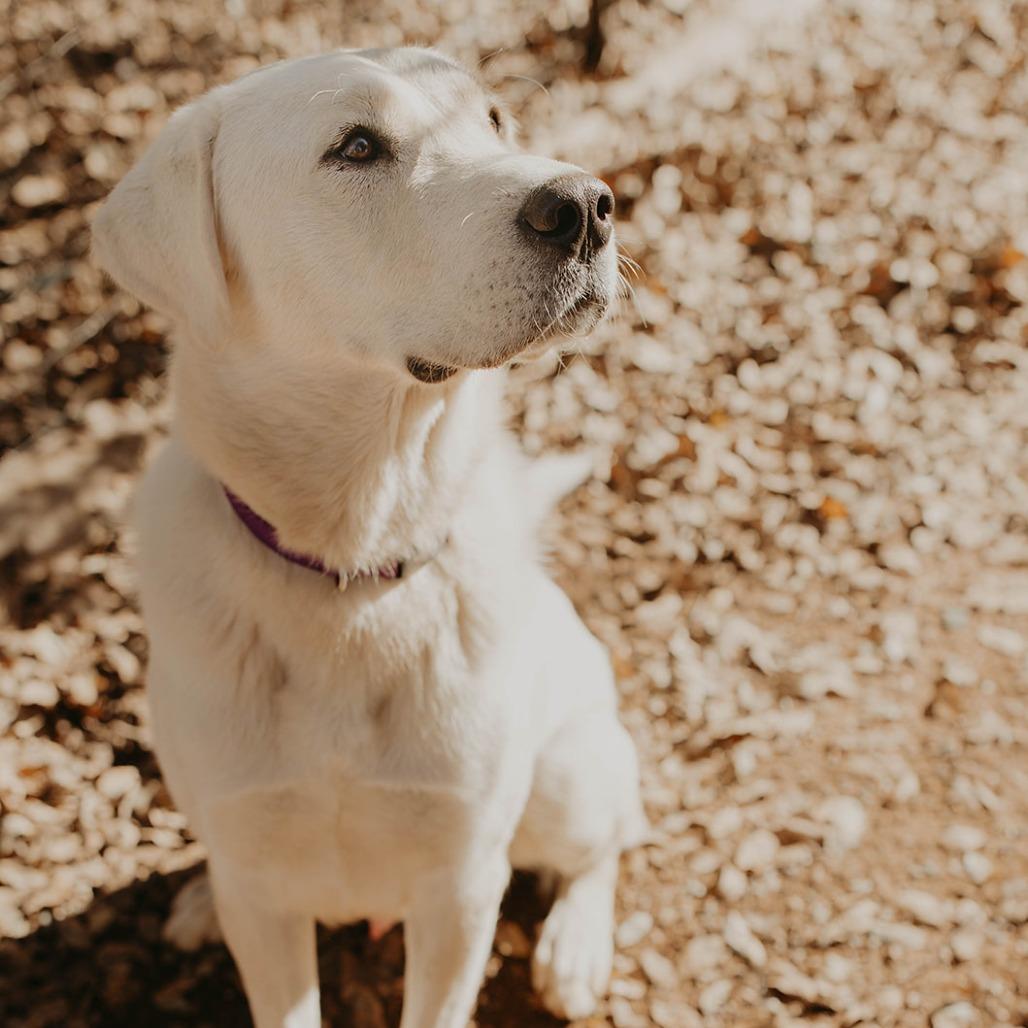 Enlarge Nico, a Adoptable mixed breed in Pacifica, CA image 1/4