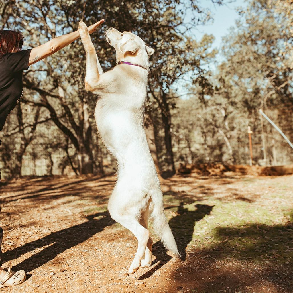 Enlarge Nico, a Adoptable mixed breed in Pacifica, CA image 2/4