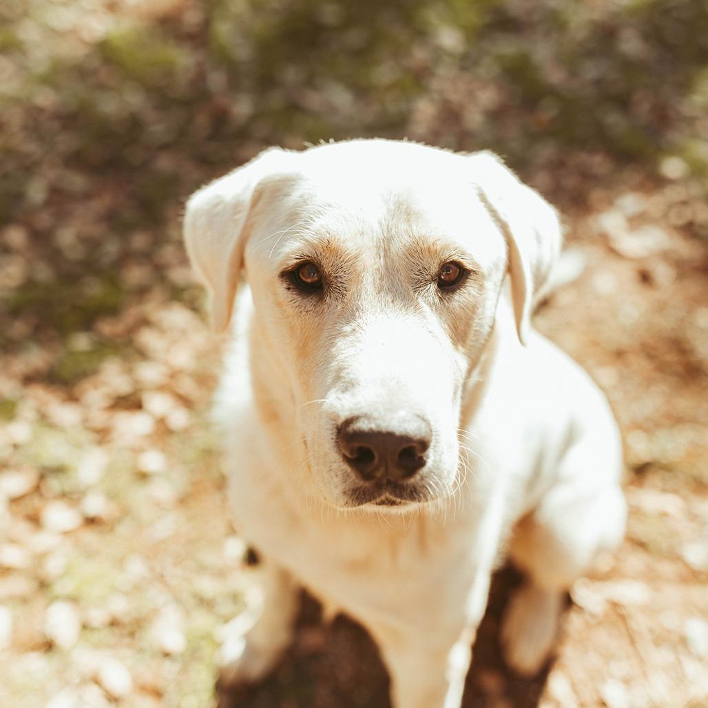 Enlarge Nico, a Adoptable mixed breed in Pacifica, CA image 3/4