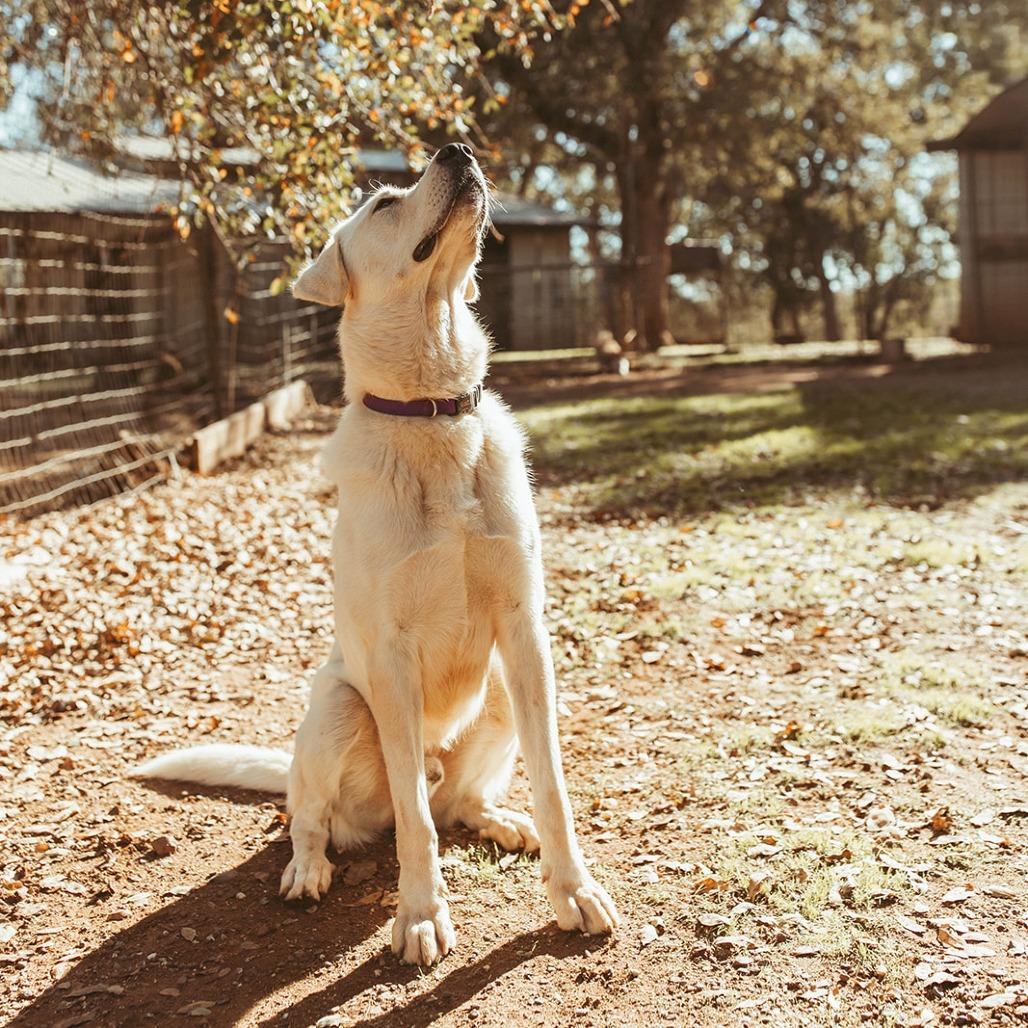 Enlarge Nico, a Adoptable mixed breed in Pacifica, CA image 4/4