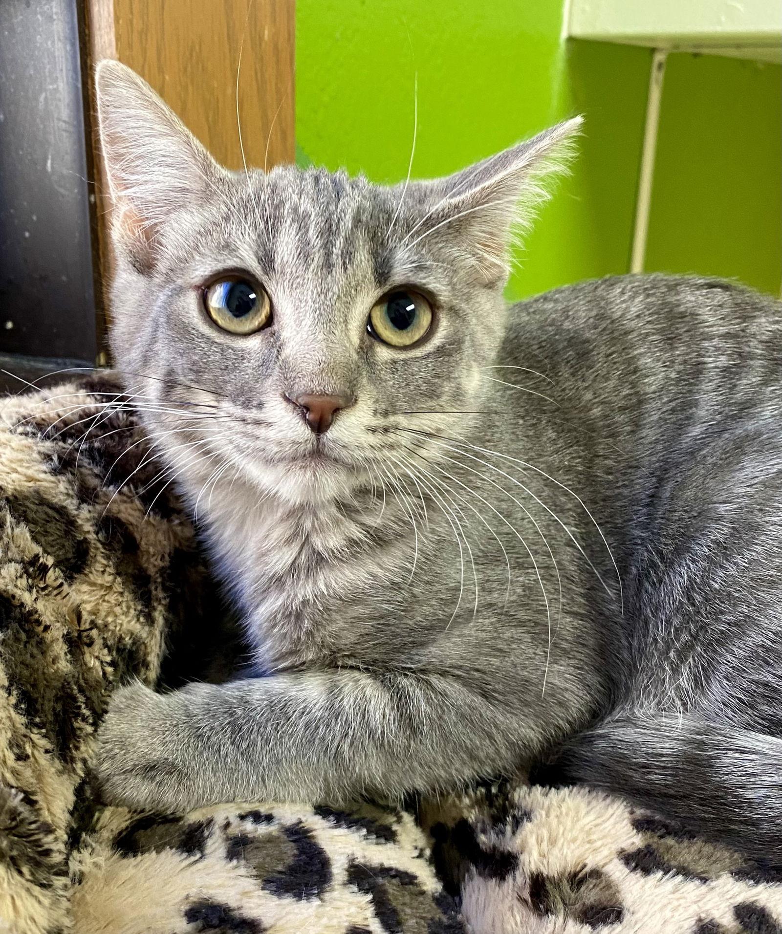 Thyme, Adoptable, Young Female Domestic Short Hair & Tabby.