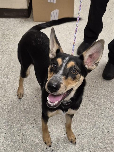 DIOR, Adoptable, Young Female Australian Kelpie & Mixed Breed.