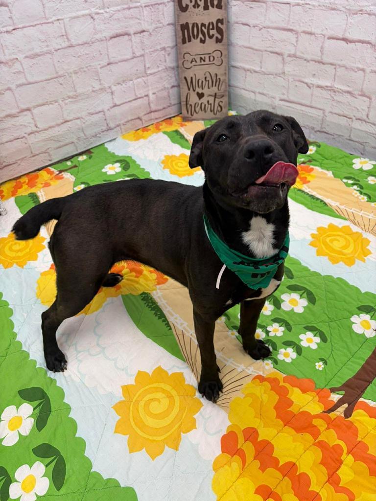 Enlarge Home Brew, a Adoptable mixed breed in Detroit, MI image 1/5