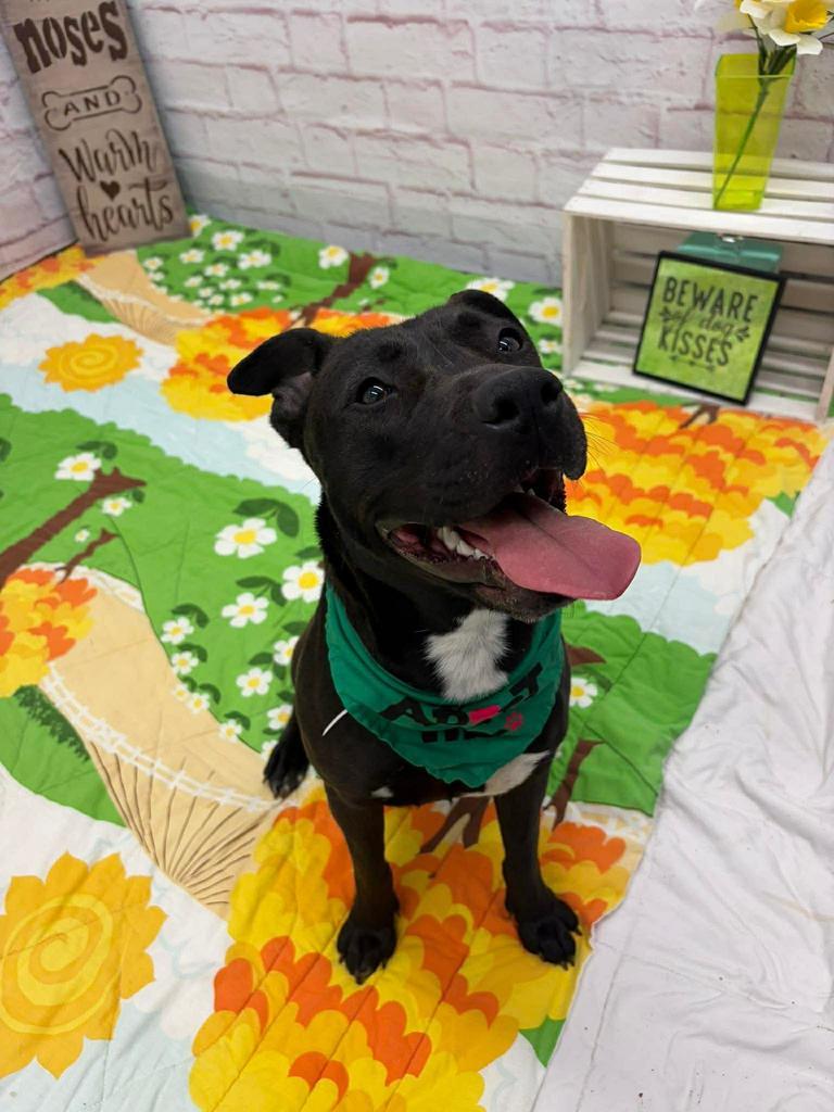 Enlarge Home Brew, a Adoptable mixed breed in Detroit, MI image 2/5