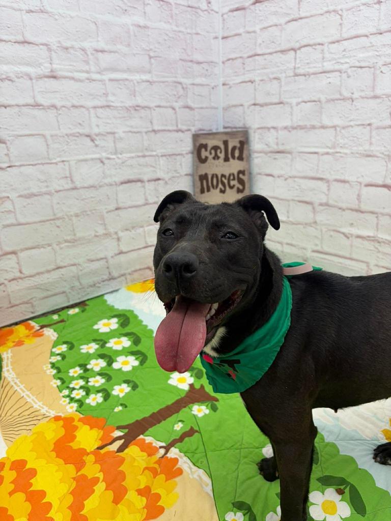 Enlarge Home Brew, a Adoptable mixed breed in Detroit, MI image 3/5