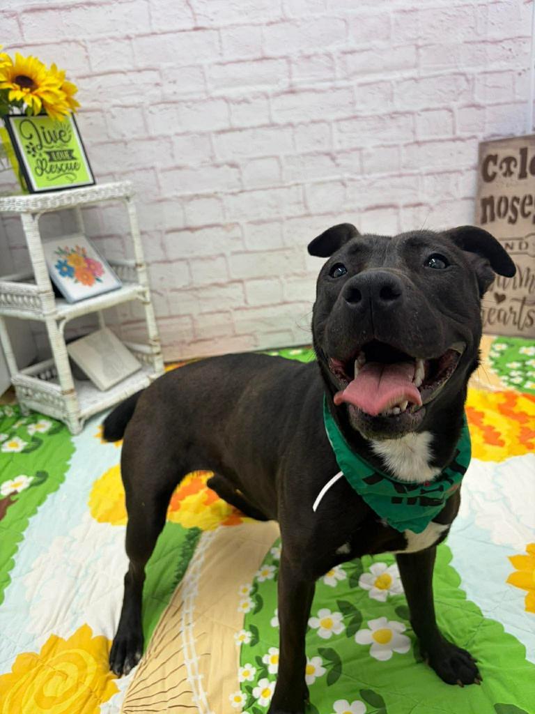 Enlarge Home Brew, a Adoptable mixed breed in Detroit, MI image 4/5