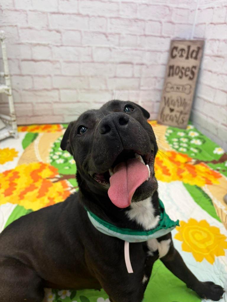 Enlarge Home Brew, a Adoptable mixed breed in Detroit, MI image 5/5