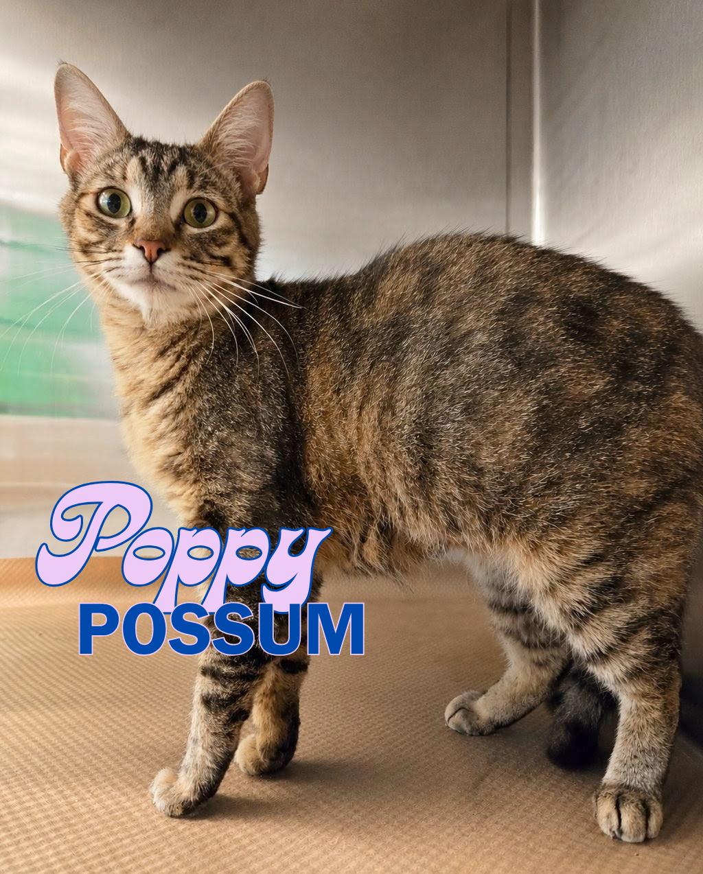 Poppy Possum, Adoptable, Young Female Domestic Short Hair.