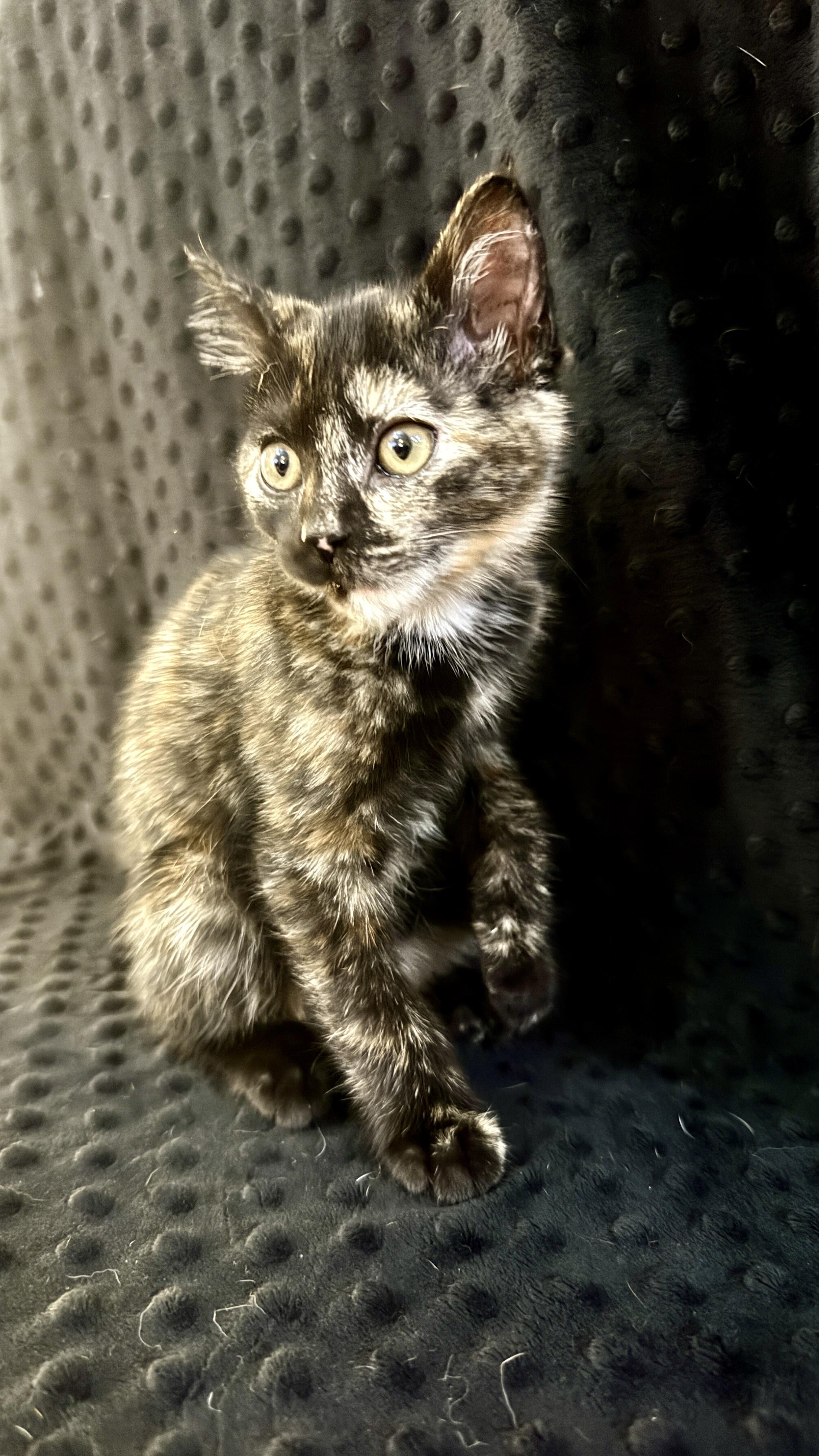 Athena, a ADOPTABLE Domestic Short Hair in Waxhaw, NC image 3/3