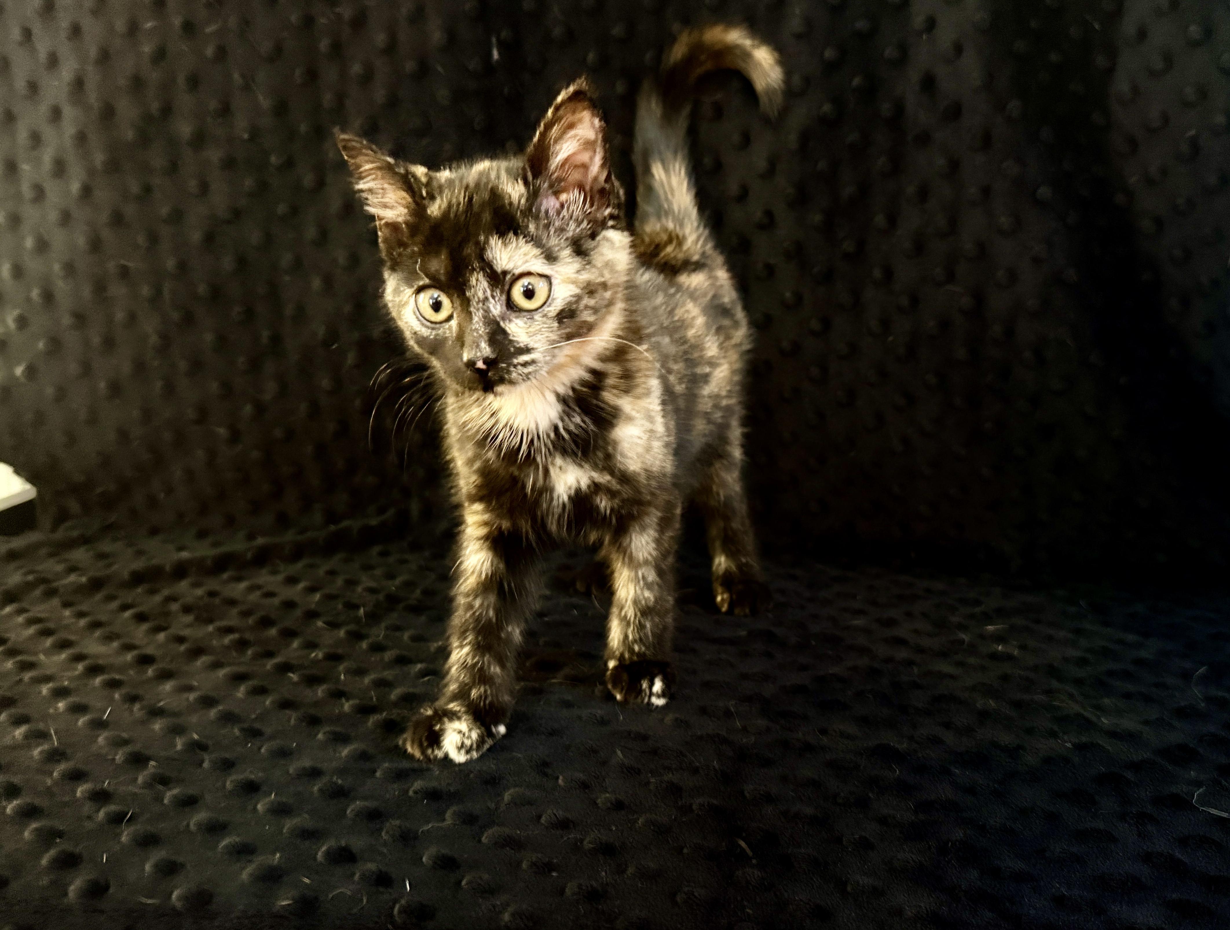 Athena, a ADOPTABLE Domestic Short Hair in Waxhaw, NC image 2/3