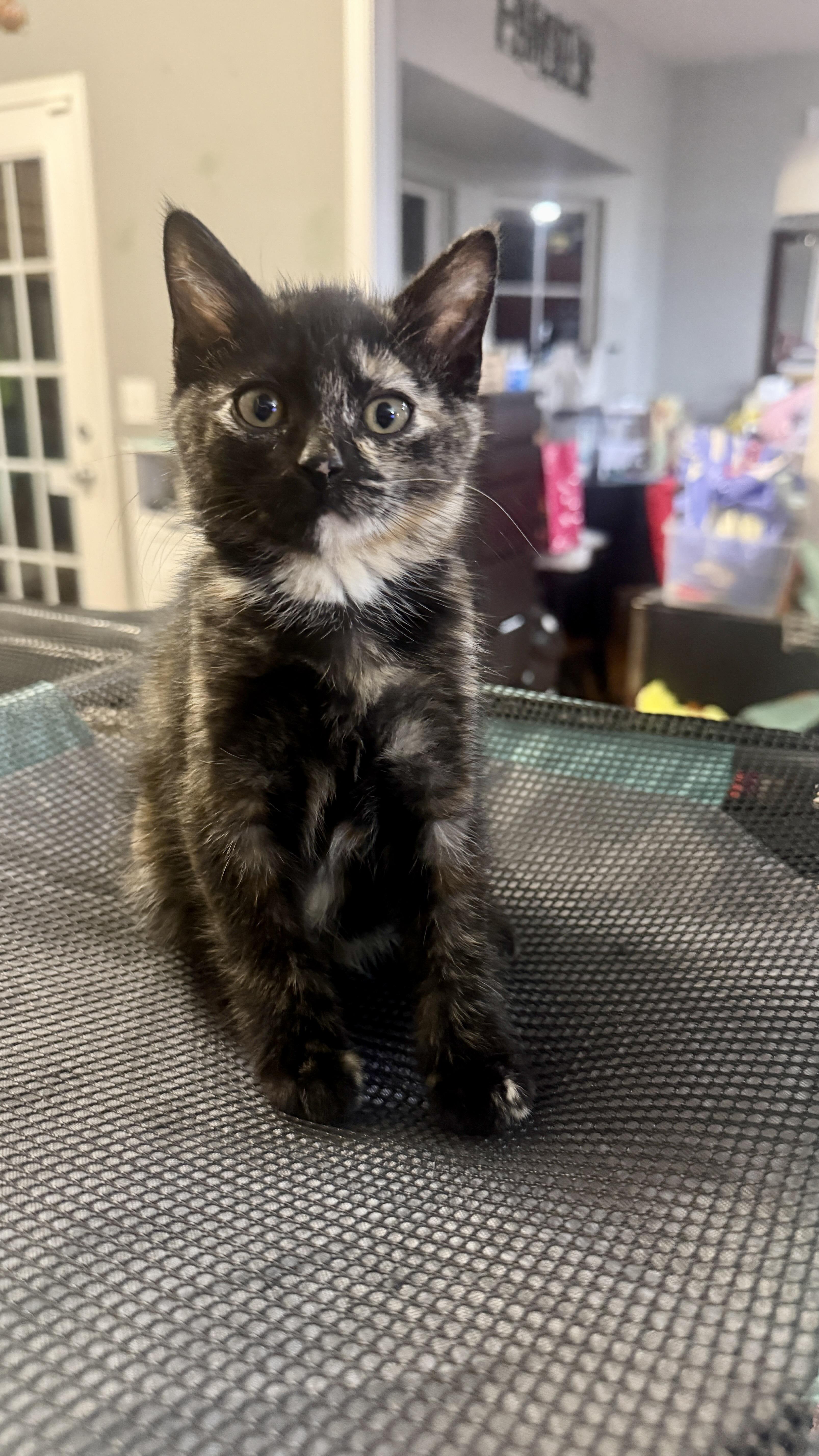 Athena, ADOPTABLE, Kitten Female Domestic Short Hair.