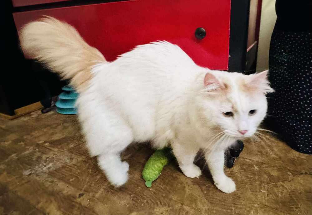 Enlarge Clark, a Adoptable mixed breed in Lincoln, NE image 1/6