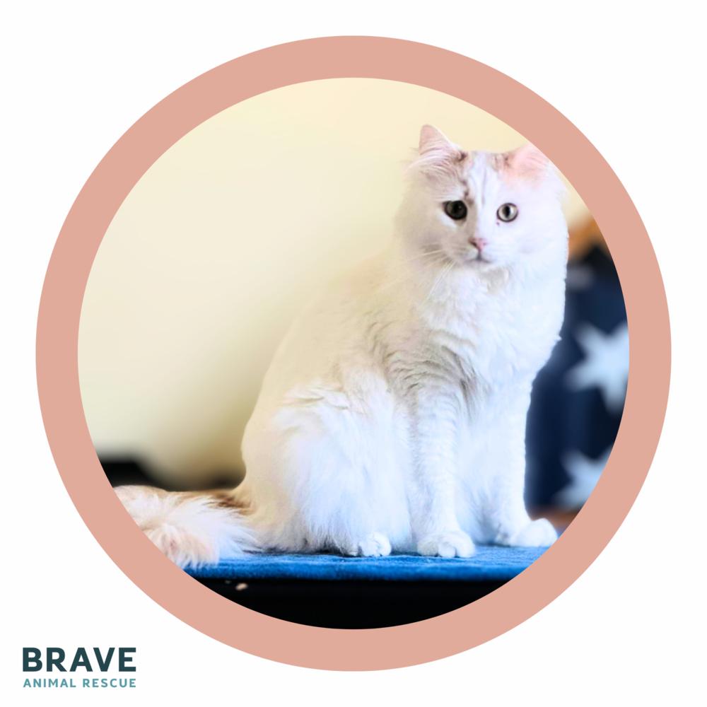 Enlarge Clark, a Adoptable mixed breed in Lincoln, NE image 2/6