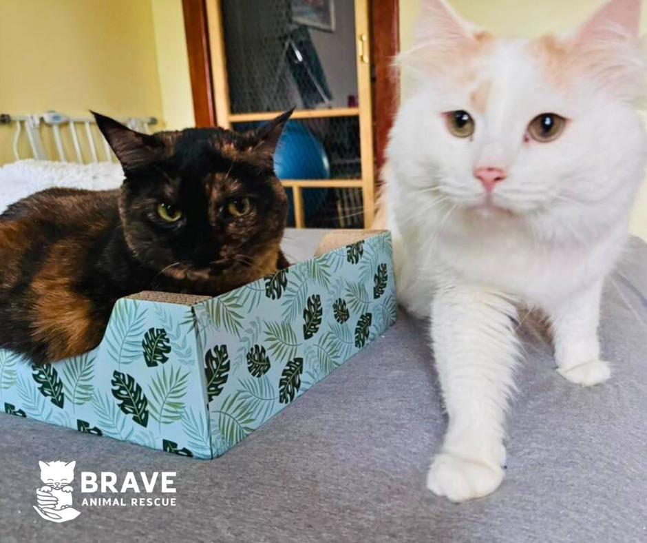 Enlarge Clark, a Adoptable mixed breed in Lincoln, NE image 3/6