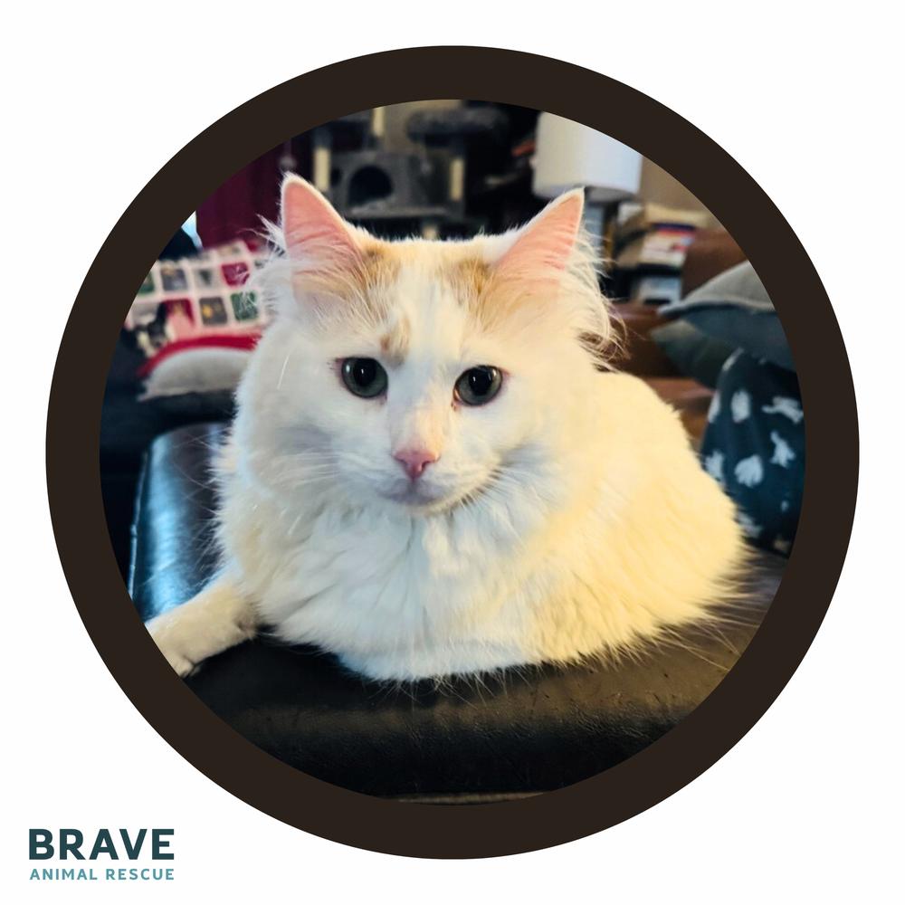 Enlarge Clark, a Adoptable mixed breed in Lincoln, NE image 4/6