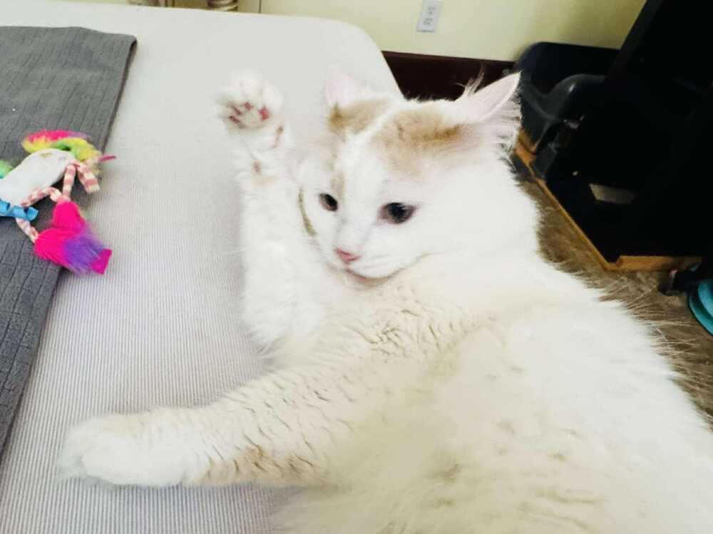 Enlarge Clark, a Adoptable mixed breed in Lincoln, NE image 5/6