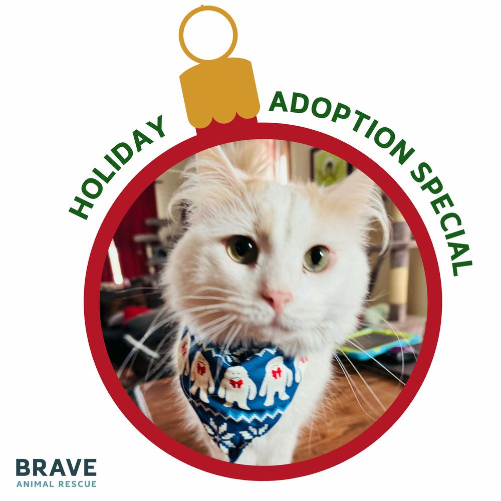 Enlarge Clark, a Adoptable mixed breed in Lincoln, NE image 6/6