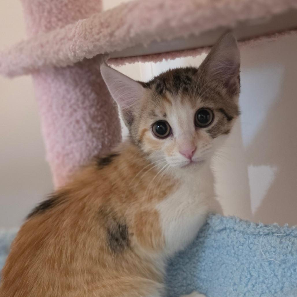Parrot, a Adoptable Domestic Short Hair in Muncie, IN image 2/3