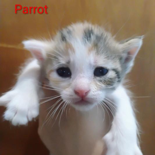 Parrot, a Adoptable Domestic Short Hair in Muncie, IN image 3/3