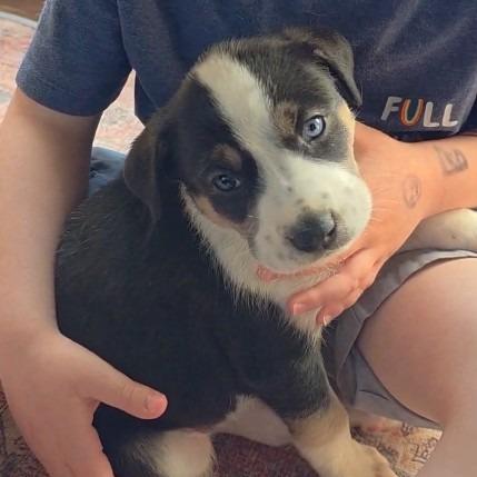 Mars, Adoptable, Puppy Male Mixed Breed.