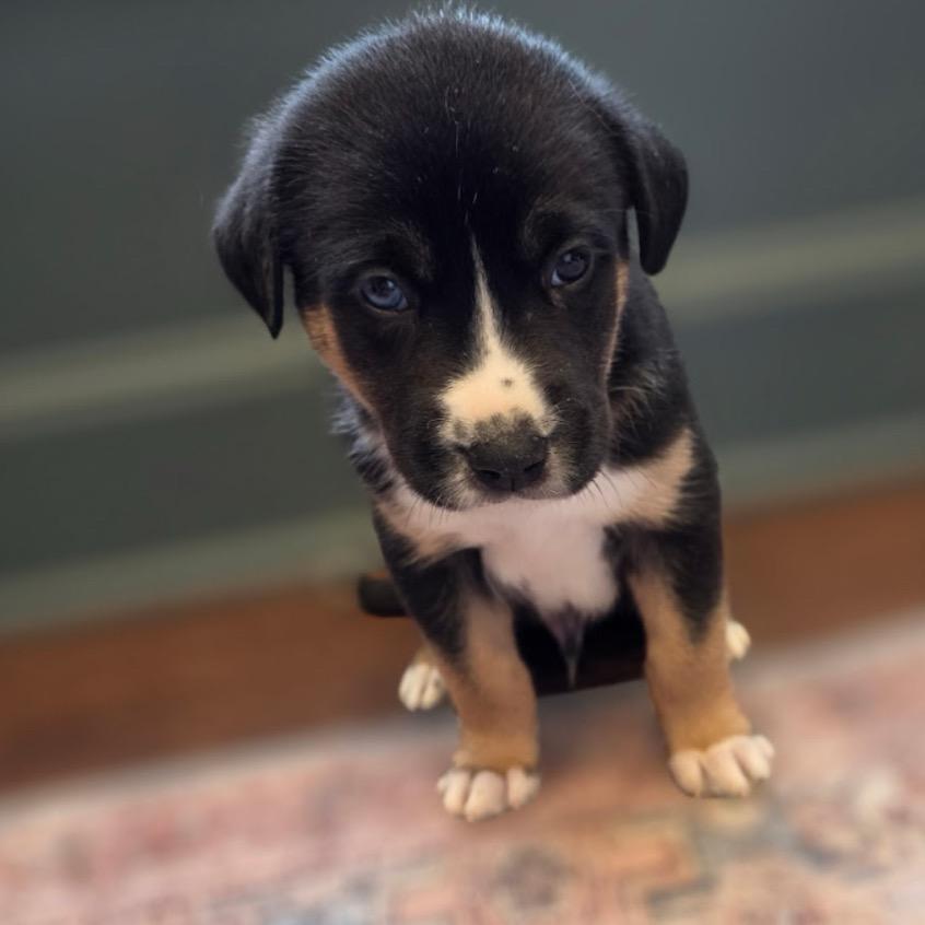 Mars, a Adoptable Mixed Breed in Kansas City, MO image 2/4