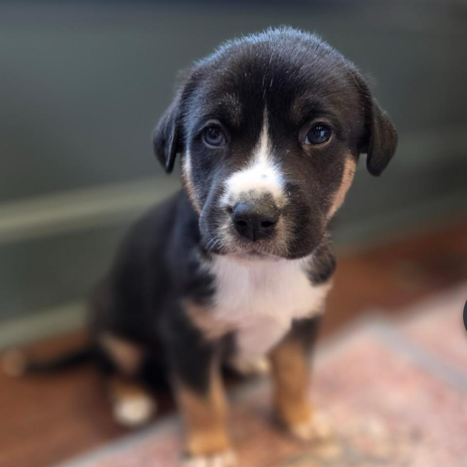 Mars, a Adoptable Mixed Breed in Kansas City, MO image 3/4