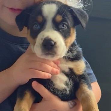 Mars, a Adoptable Mixed Breed in Kansas City, MO image 4/4