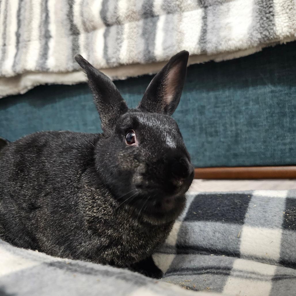 Enlarge Starfire, a Adoptable Harlequin in The Woodlands, TX image 1/5