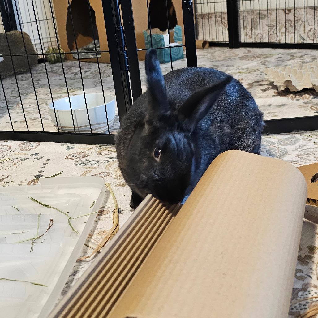 Starfire, Adoptable, Adult Female Harlequin.