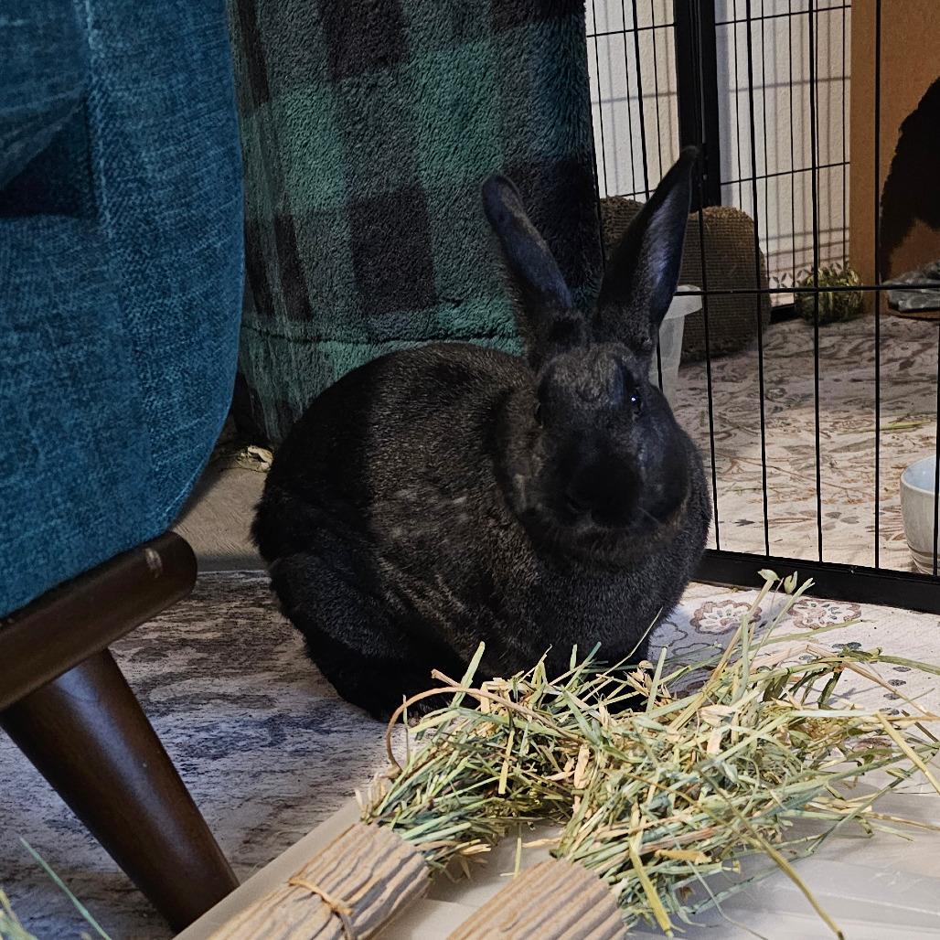 Enlarge Starfire, a Adoptable Harlequin in The Woodlands, TX image 4/6