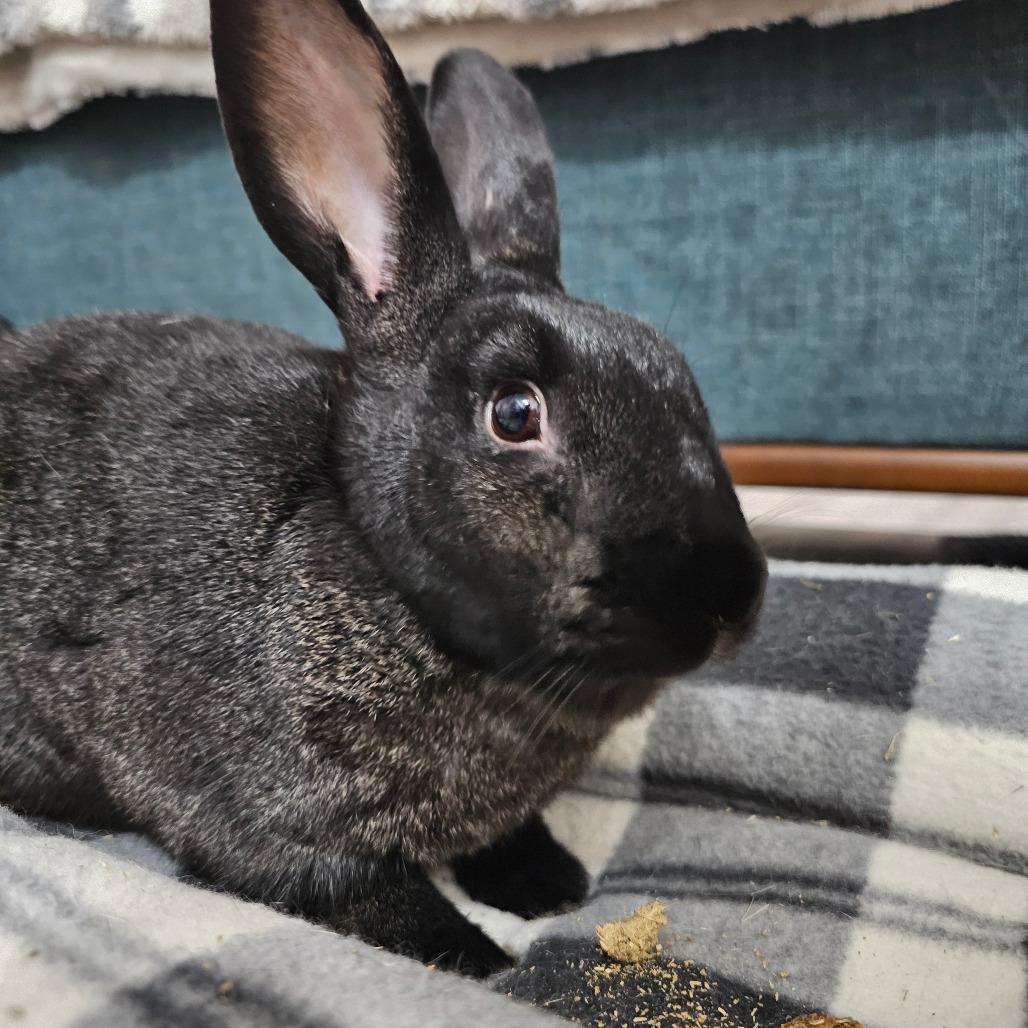 Enlarge Starfire, a Adoptable Harlequin in The Woodlands, TX image 3/5