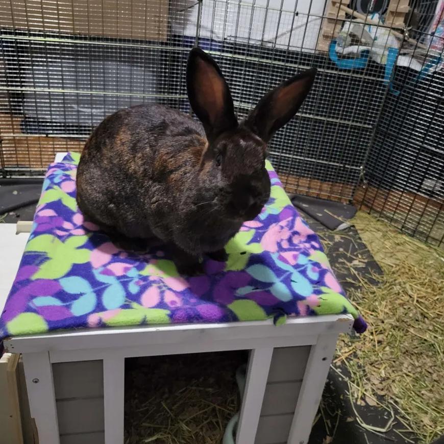 Enlarge Starfire, a Adoptable Harlequin in The Woodlands, TX image 4/5