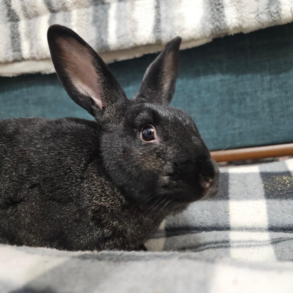 Enlarge Starfire, a Adoptable Harlequin in The Woodlands, TX image 5/5