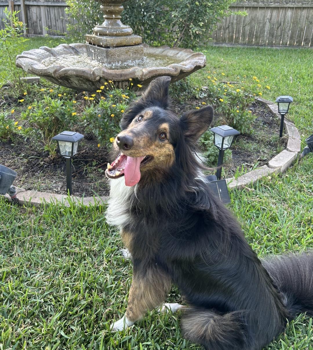 Toby Keith, Adopted, Adult Male Rough Collie.
