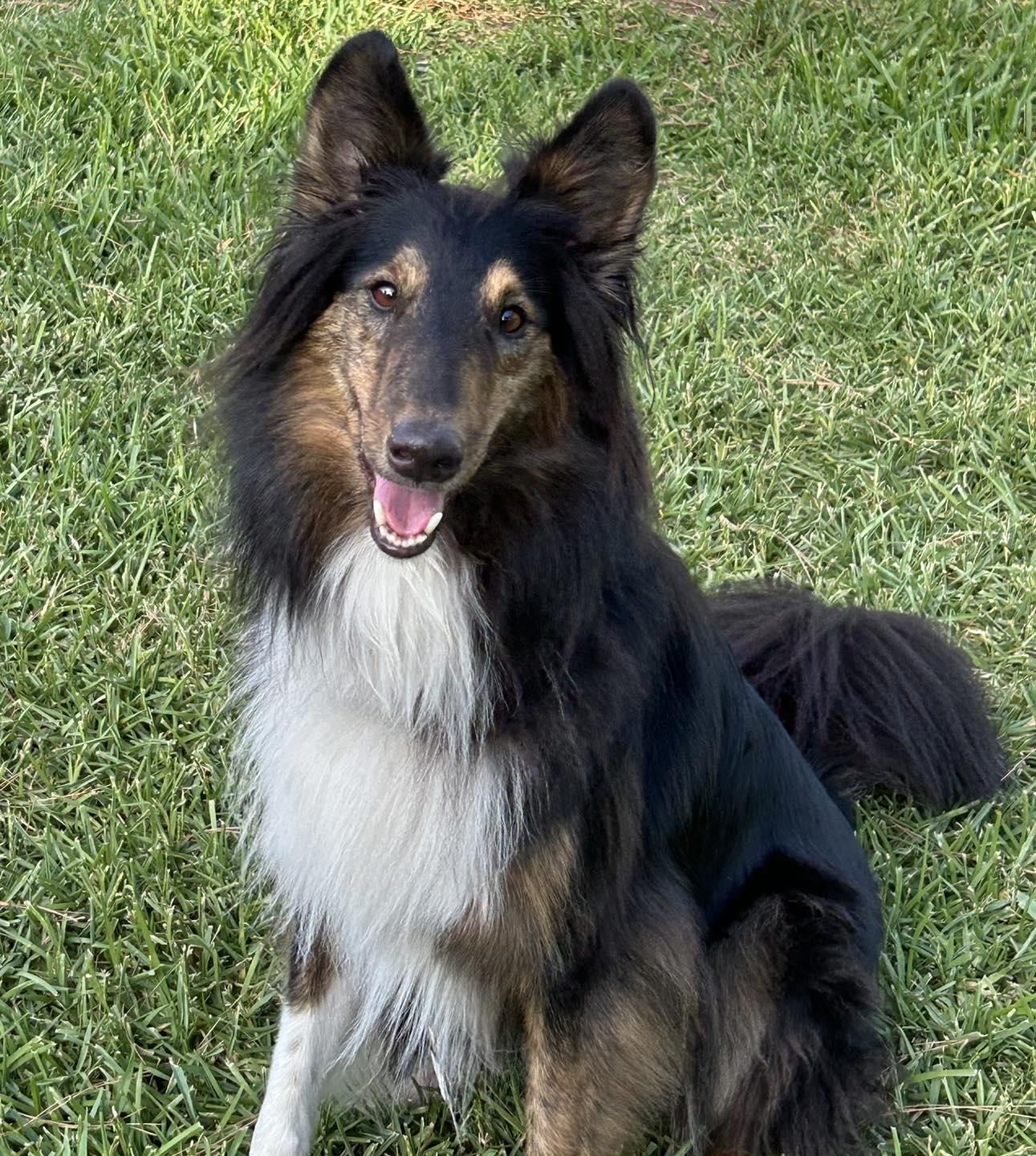 Enlarge Toby Keith, a Adopted mixed breed in Houston, TX image 2/4