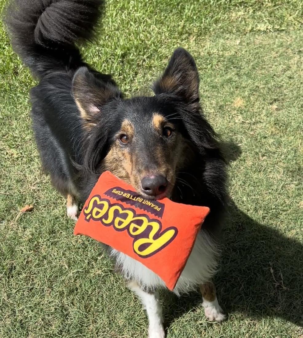 Enlarge Toby Keith, a Adopted mixed breed in Houston, TX image 3/4