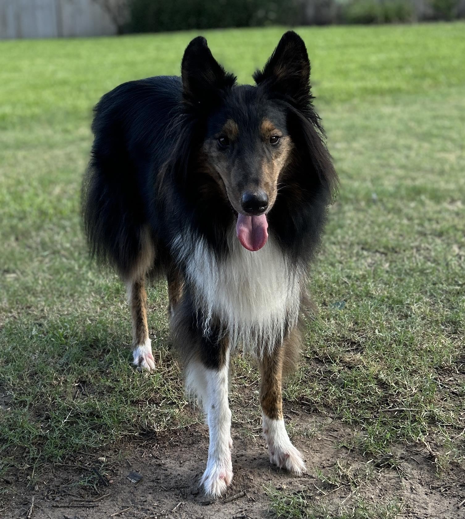 Enlarge Toby Keith, a Adopted mixed breed in Houston, TX image 4/4
