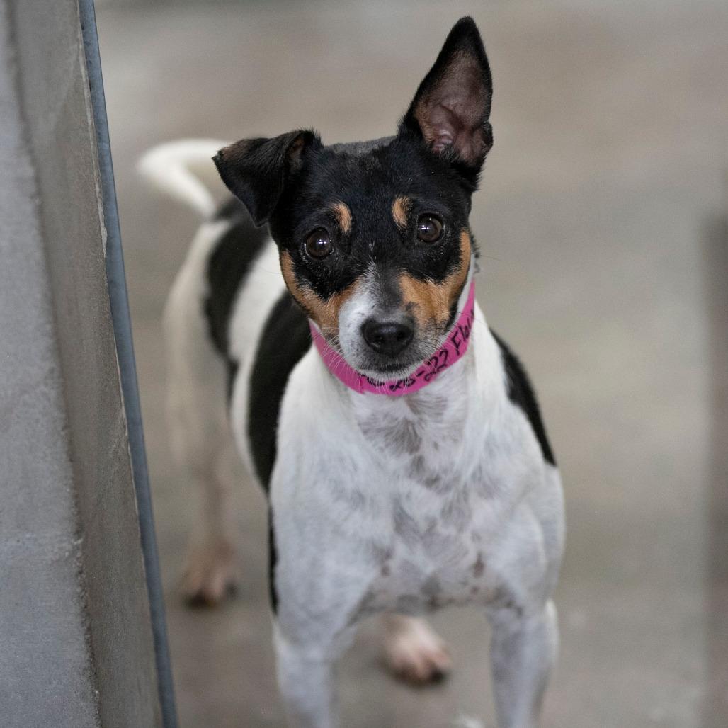 Enlarge Flower (AG26-22), a Adoptable Rat Terrier in Peyton, CO image 1/6
