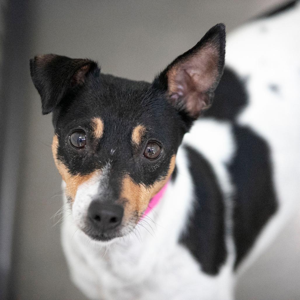 Enlarge Flower (AG26-22), a Adoptable Rat Terrier in Peyton, CO image 2/6