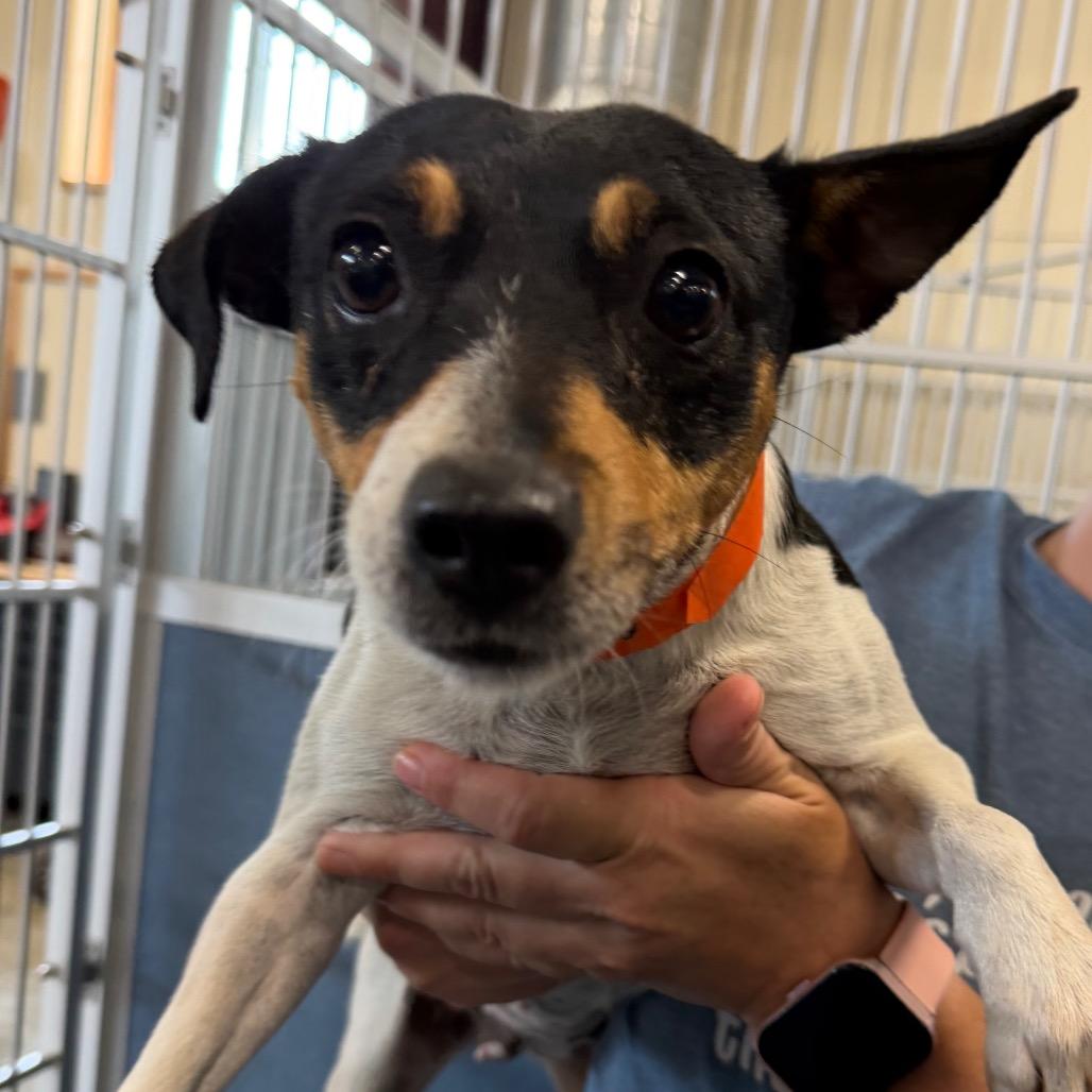 Enlarge Flower (AG26-22), a Adoptable Rat Terrier in Peyton, CO image 3/6