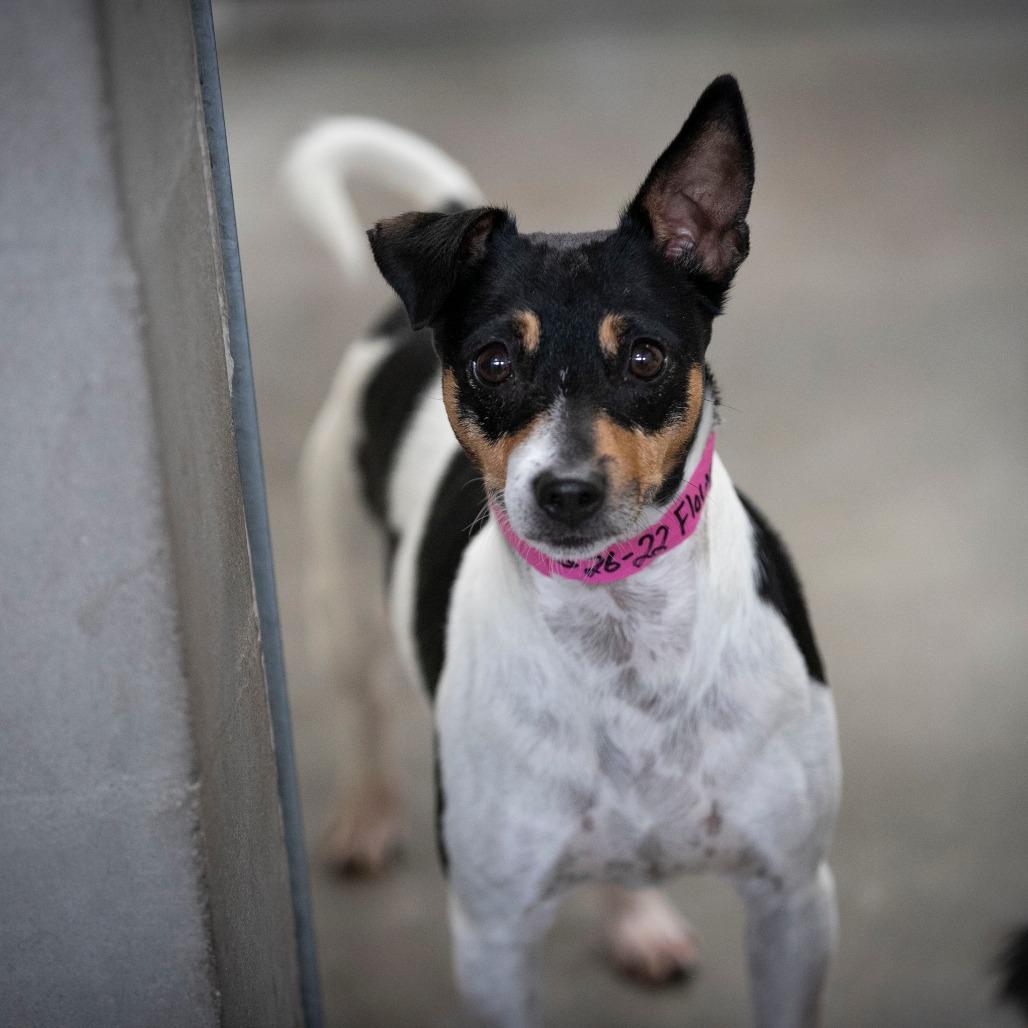 Enlarge Flower (AG26-22), a Adoptable Rat Terrier in Peyton, CO image 4/6