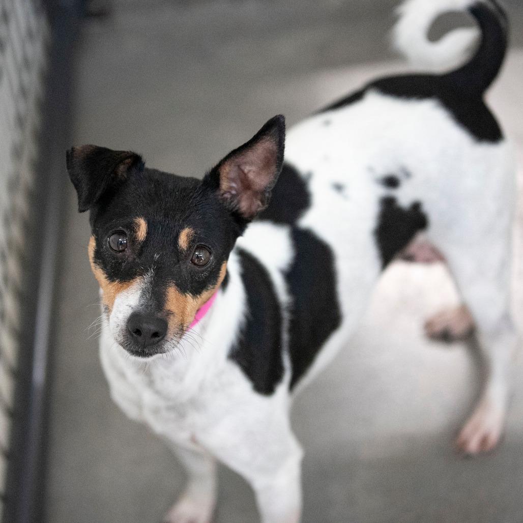 Enlarge Flower (AG26-22), a Adoptable Rat Terrier in Peyton, CO image 5/6