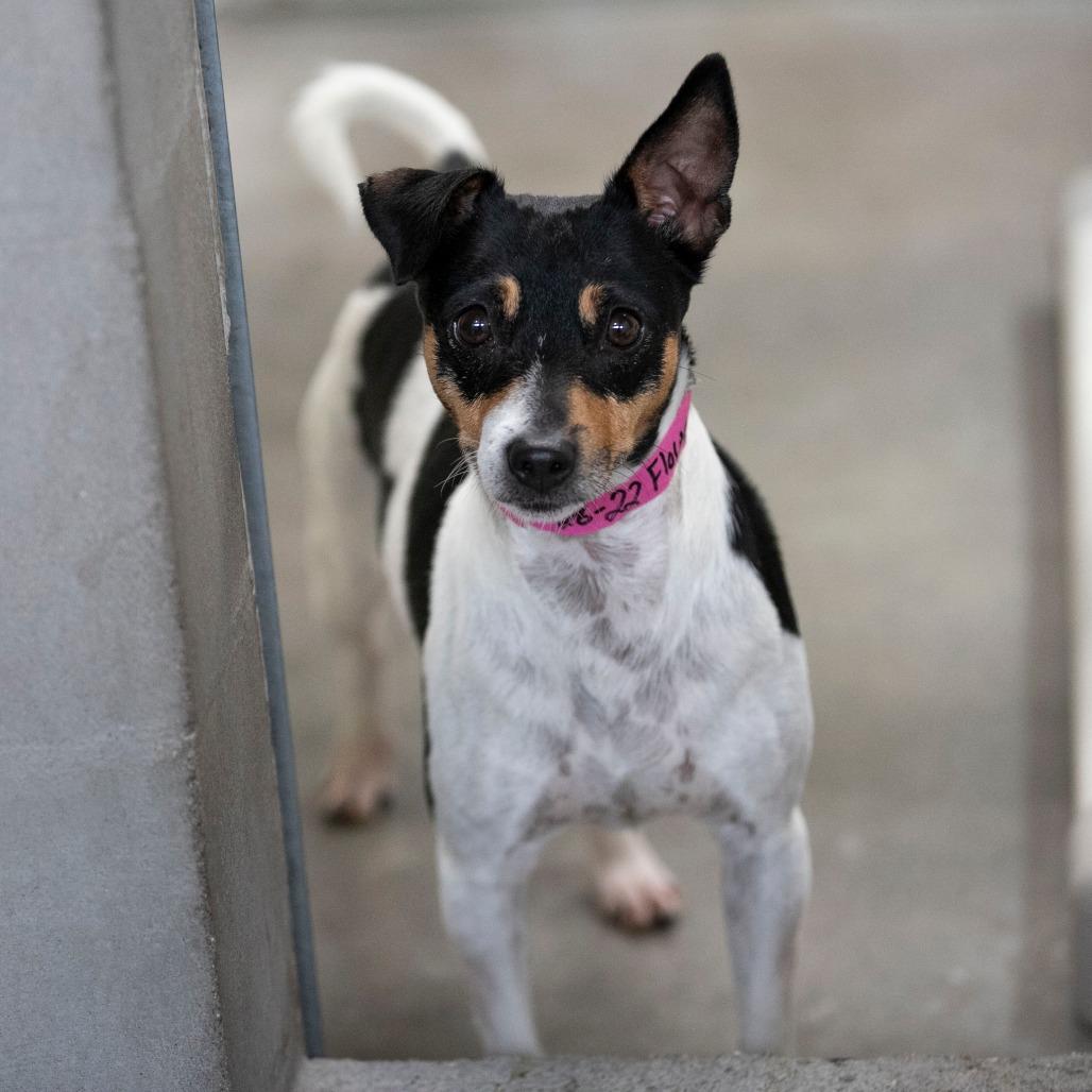 Enlarge Flower (AG26-22), a Adoptable Rat Terrier in Peyton, CO image 6/6