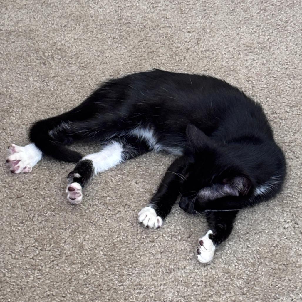 Enlarge Sterling, a Adoptable Domestic Short Hair in Houston, TX image 1/3