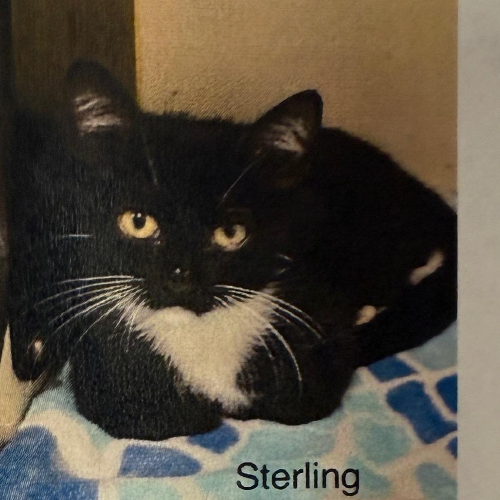 Enlarge Sterling, a Adoptable Domestic Short Hair in Houston, TX image 2/3