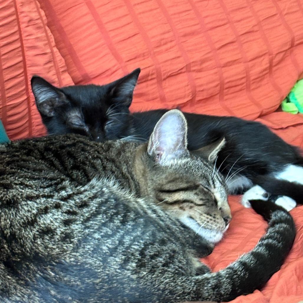 Enlarge Sterling, a Adoptable Domestic Short Hair in Houston, TX image 3/3